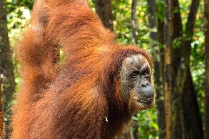 2 Days Ethical Jungle Trek in Sumatra - Who Is This Tour Best For?