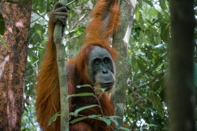 2 Days Ethical Jungle Trek in Sumatra - Good To Know
