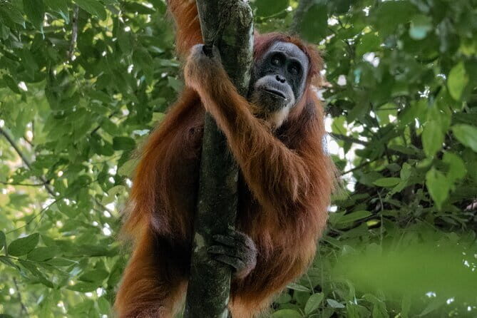 2 Days Ethical Jungle Trek in Sumatra - An Authentic Jungle Adventure in Sumatra