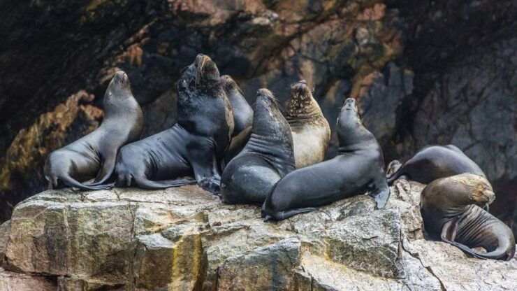 2-Days Expedition - Paracas, Huacachina and Nazca - Booking and Reservation Details