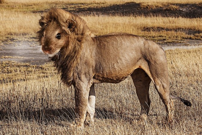 2 Days Explore to Tarangire Park, Ngorongoro and Lake Manyara (Comfort Plus) - Day 2: Lake Manyara Experience