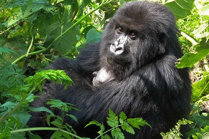 2-Days Gorilla Tracking Bwindi via Kigali Rwanda - Tour Inclusions