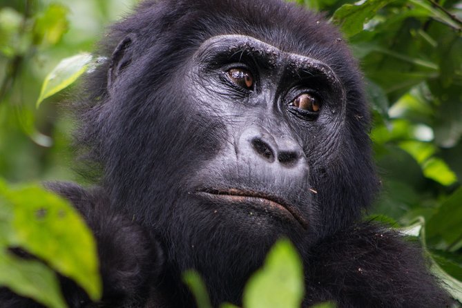 2-Days Gorilla Tracking Bwindi via Kigali Rwanda - Additional Information
