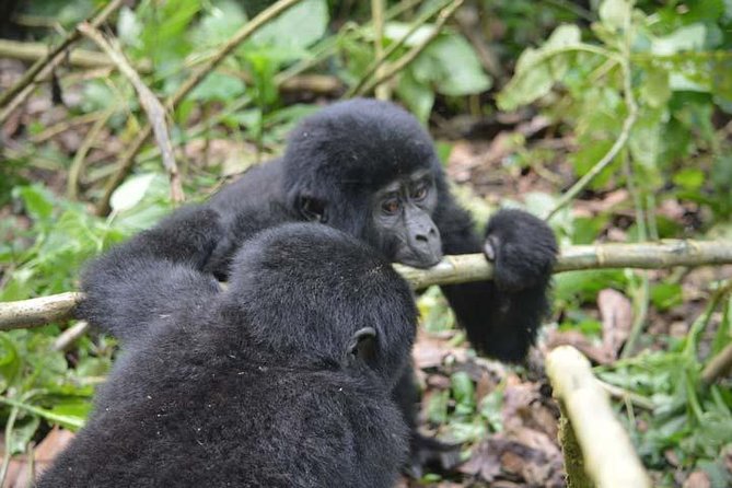 2-Days Gorilla Tracking Bwindi via Kigali Rwanda - Physical Requirements