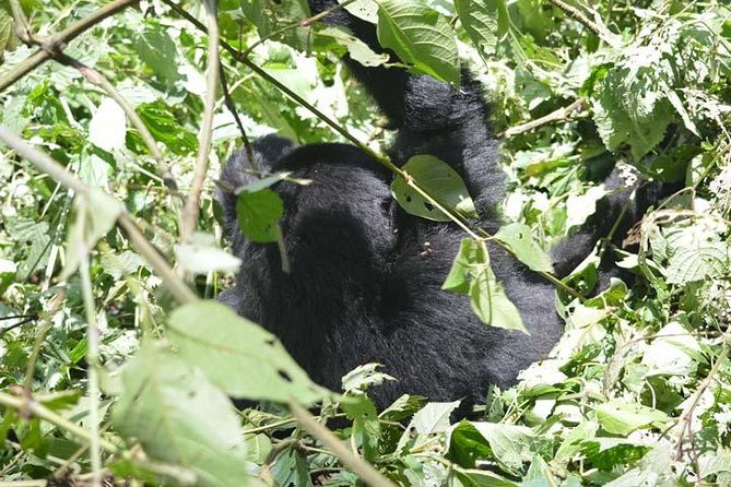 2-Days Gorilla Tracking Bwindi via Kigali Rwanda - Pricing and Cancellation Policy