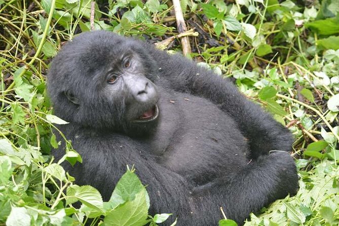 2-Days Gorilla Tracking Bwindi via Kigali Rwanda - Booking and Confirmation