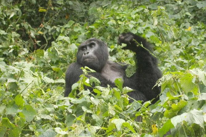 2 Days Gorilla Trekking in Bwindi Through Kigali - Good To Know