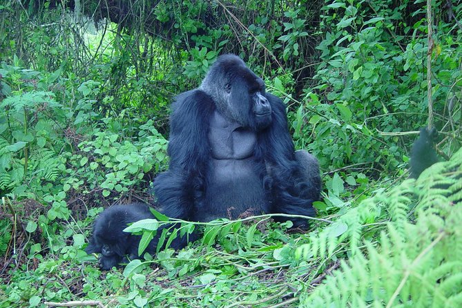 2 Days Gorilla Trekking With Culture Experience and Twin Lakes Visit - Inclusions and Exclusions