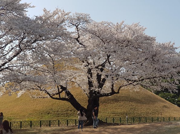 2 Days Gyeongju Private Tour From Seoul and Near Seoul - Reviews