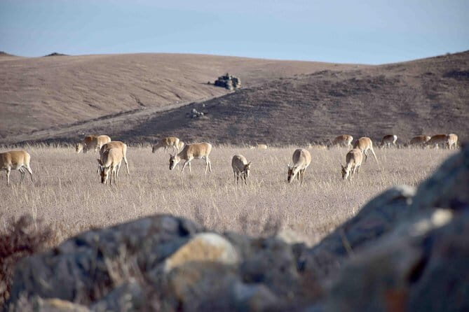 2 Days Hustai National Park and Nomadic homestay tour - Why This Tour Works Well for You