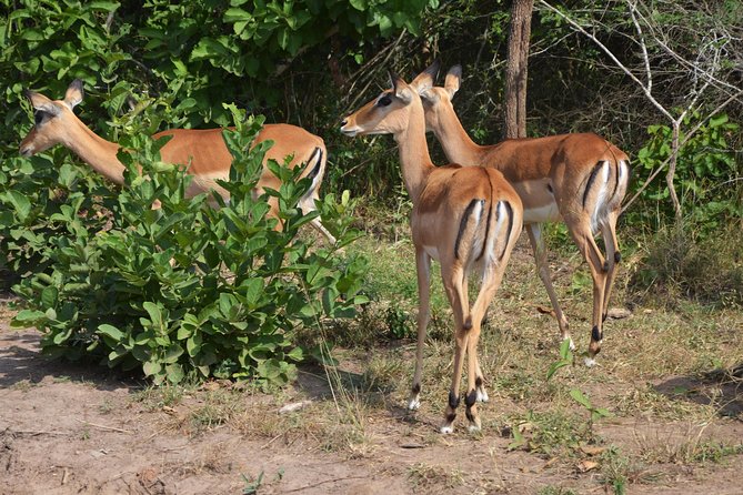 2 Days in Akagera National Park - Reviews and Rating