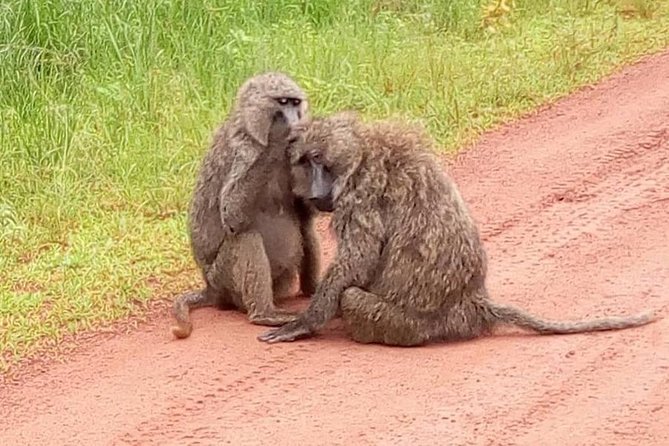 2 Days in Akagera National Park - Directions and Itinerary