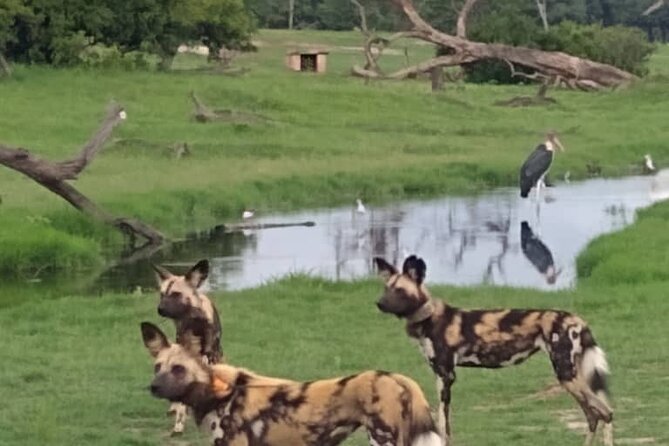 2 Days in Hwange National Park From Victoria Falls - Itinerary Overview