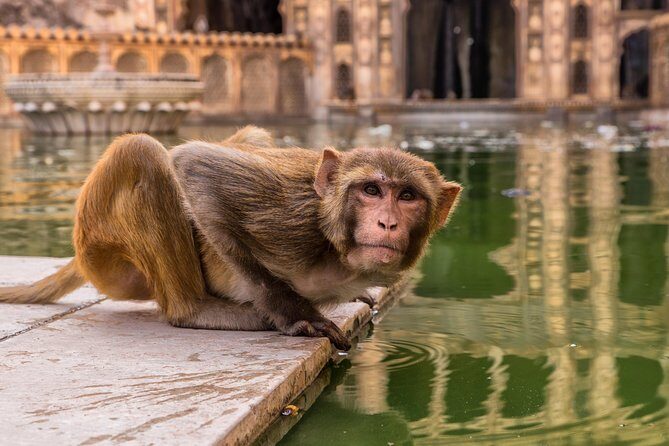 2 Days Jaipur City Tour from Agra - Practicalities & What You Should Know