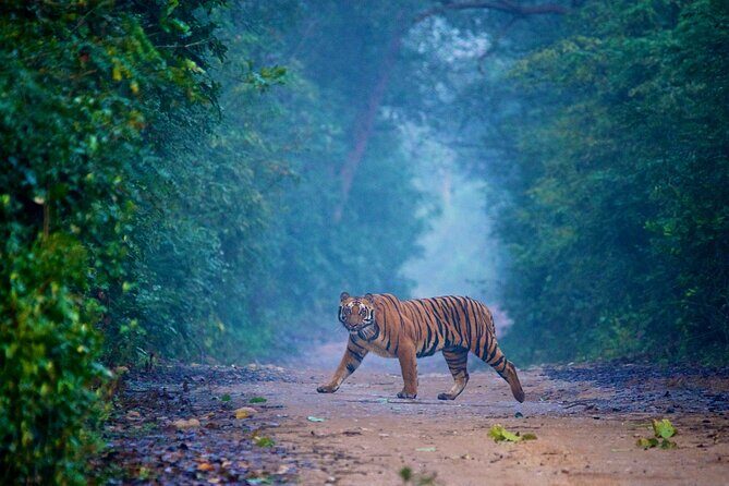 2 - Days: Jim Corbett jungle safari tour from Chennai by Flight - Good To Know