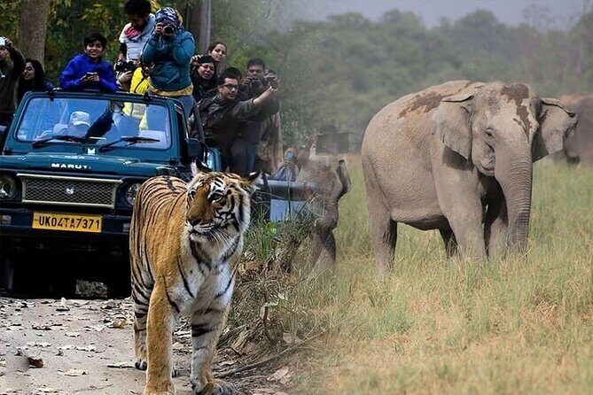 2 - Days: Jim Corbett jungle safari tour from Chennai by Flight - Final Thoughts: Is This Tour for You?