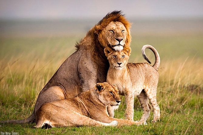 2 Days Kigali and Wildlife Tour in Akagera Rwanda - Good To Know