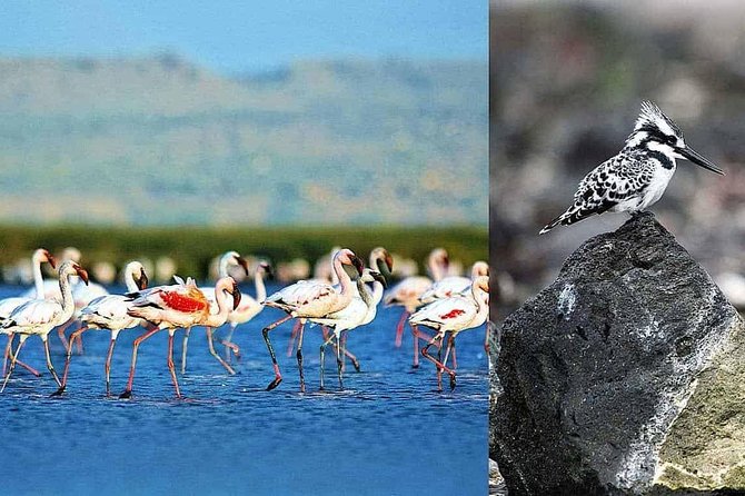 2 Days Lake Elementaita National Park Safari - Accommodation and Meals Included