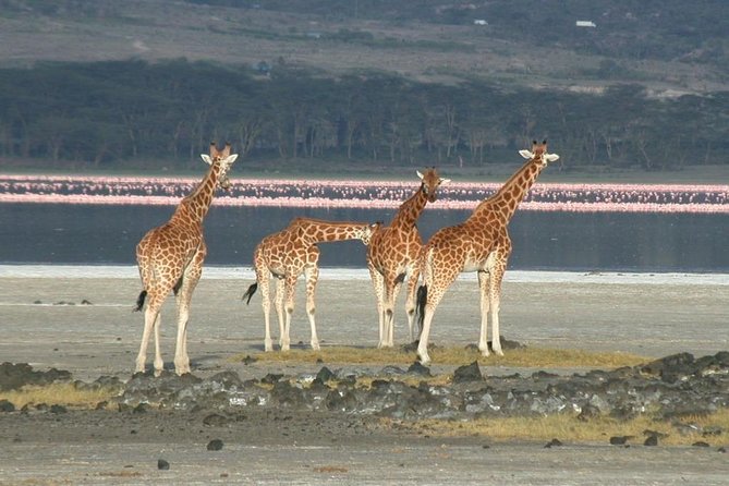 2 Days Lake Elementaita National Park Safari - Important Pickup Information