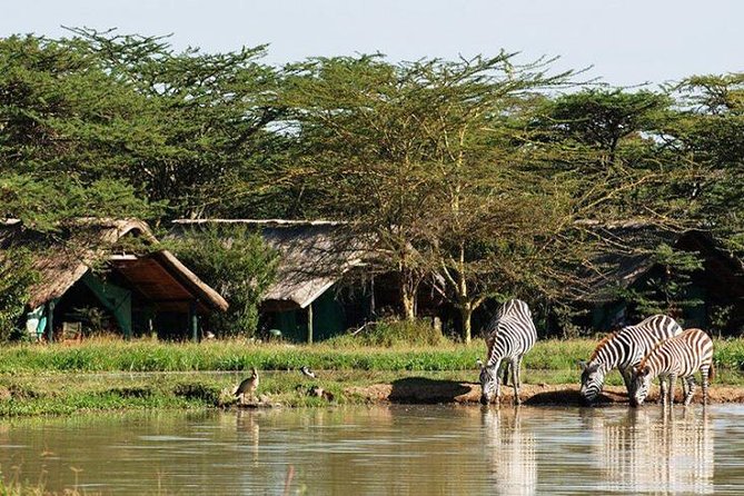 2 Days Lake Elementaita National Park Safari - Accommodation Details