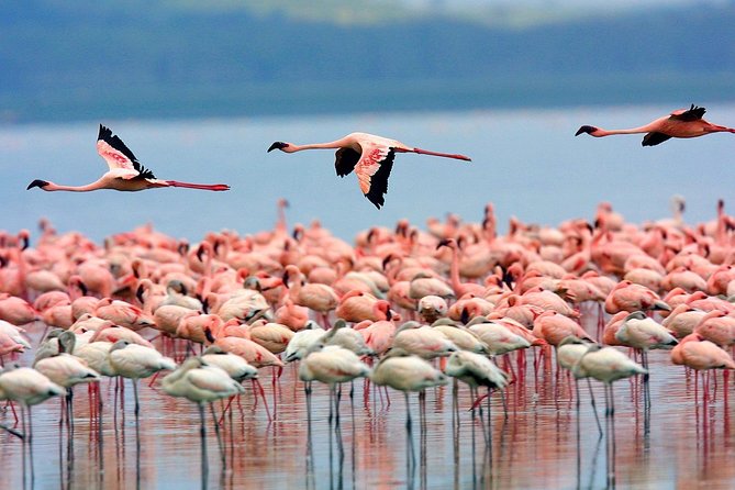 2 Days Lake Elementaita National Park Safari - Transportation Logistics