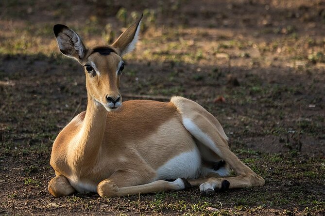 2 Days Lake Mburo Safaris - Safari Inclusions
