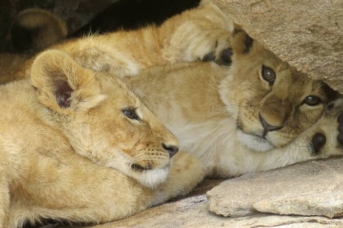 2 Days Lodge Safari – Tarangire & Ngorongoro Crater - Pricing and Reviews