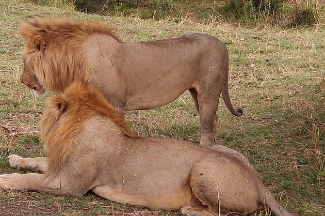 2 Days Maasai Mara Joining Safari - Traveler Requirements