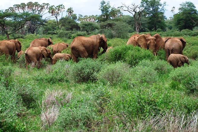 2 Days Masai Mara by Air Starting From Diani Beach. - Inclusions and Exclusions