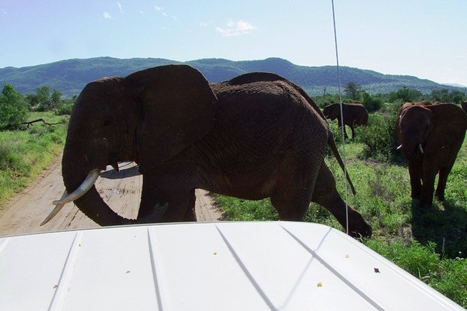 2 Days Masai Mara by Air Starting From Diani Beach. - Operator Information