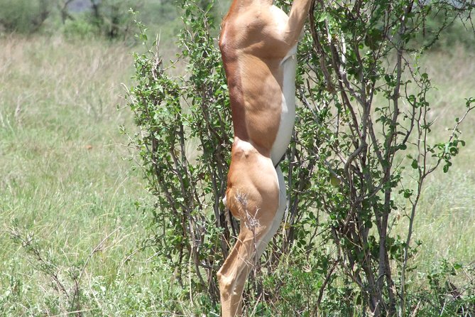 2 Days Masai Mara by Air Starting From Diani Beach. - Additional Tips and Recommendations