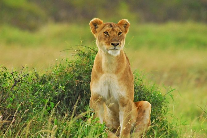 2 Days Masai Mara National Reserve Safari - Good To Know
