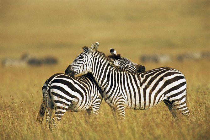 2 Days Masai Mara National Reserve Safari - Wildlife Encounters