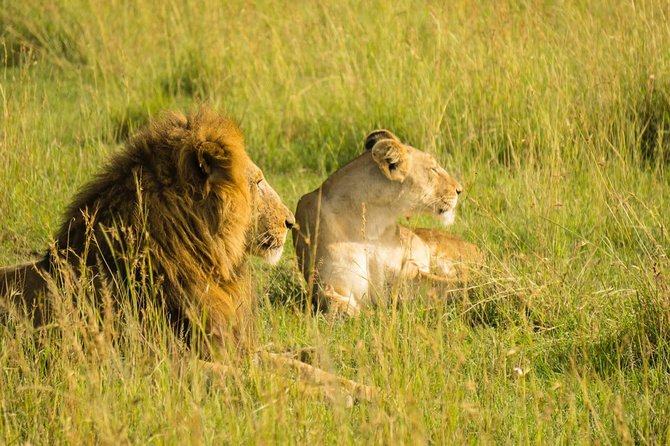 2 Days Masai Mara National Reserve Safari - Dining Experience