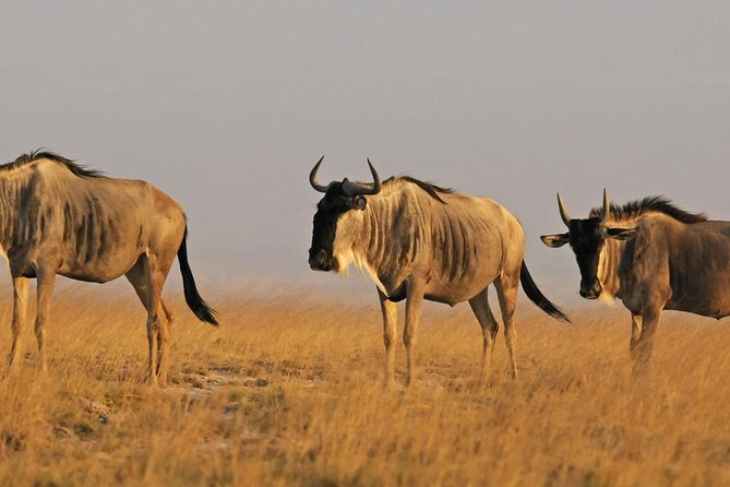 2 Days Masai Mara National Reserve Safari - Safety Precautions