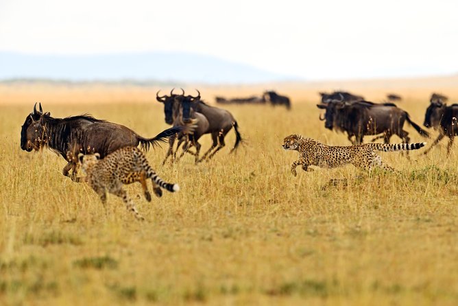 2 Days - Masai Mara Private Guided Tour From Nairobi - What to Expect
