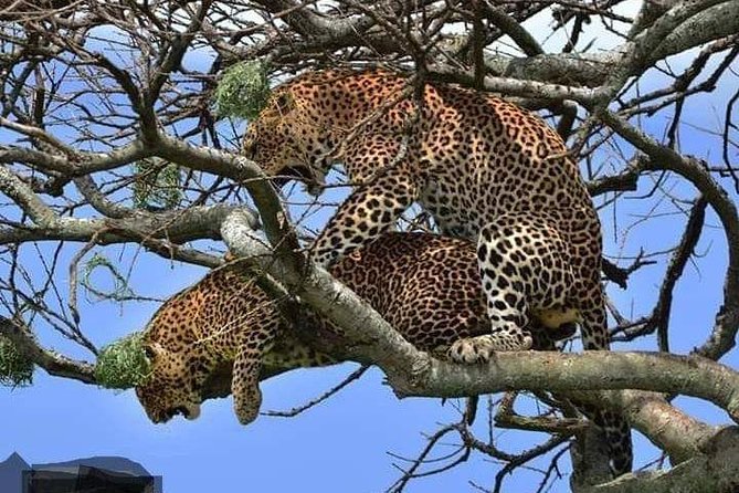 2 Days - Masai Mara Private Guided Tour From Nairobi - Booking Information