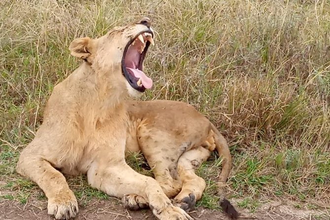 2 Days Masai Mara Private Safari From Nairobi - Safari Activities