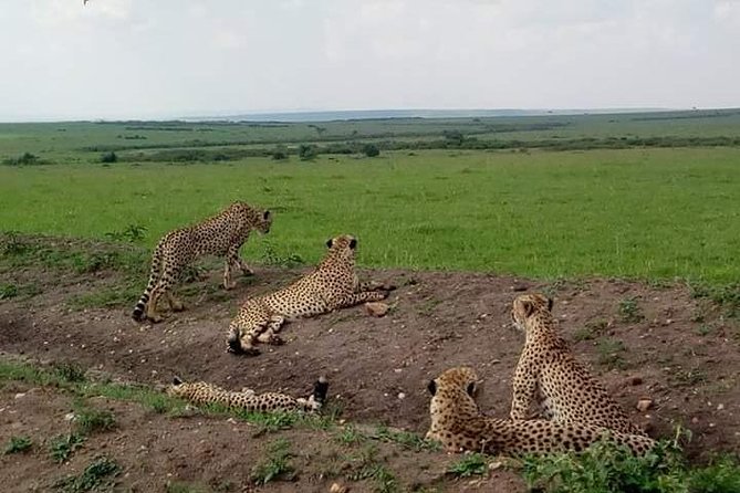2 Days Masai Mara Private Safari From Nairobi - Pickup and Logistics