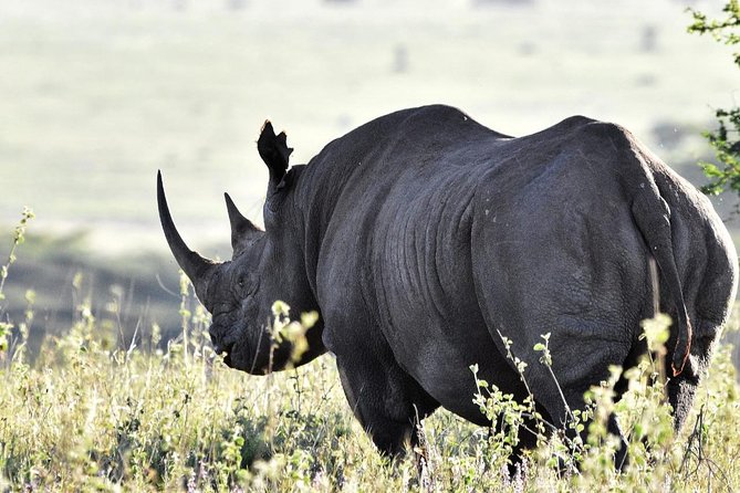 2 Days Masai Mara Private Safari From Nairobi - Guide to Masai Mara Culture