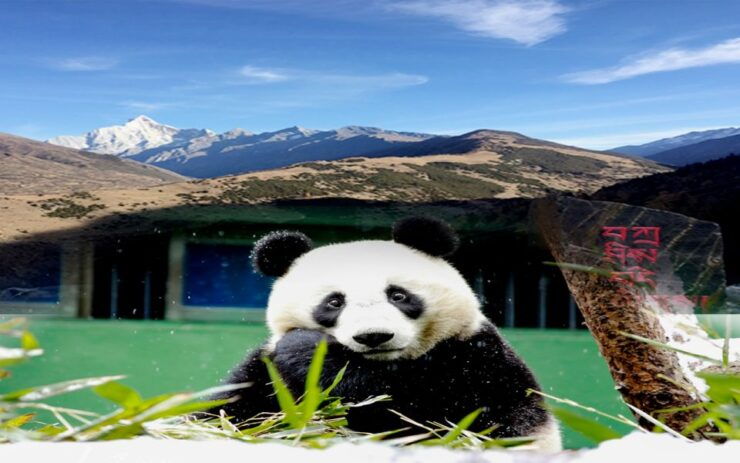 2 Days Mt. Siguniang+Wolong Panda Tour From Chengdu - Good To Know