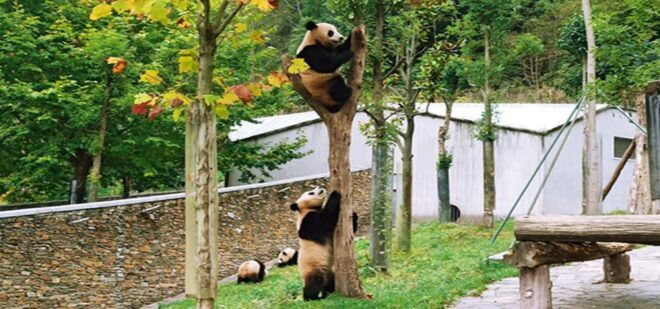 2 Days Mt. Siguniang+Wolong Panda Tour From Chengdu - Important Participant Information