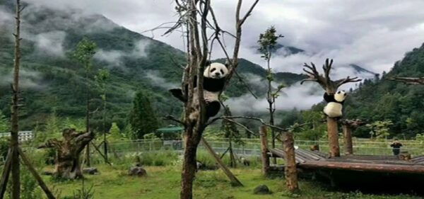 2 Days Mt. Siguniang+Wolong Panda Tour From Chengdu - Frequently Asked Questions