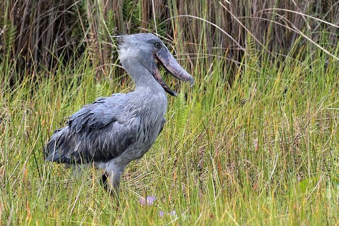 2 Days Murchison Falls National Park - Day 2: Hike to Murchison Falls