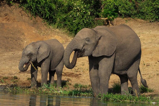 2 Days Murchison Falls National Park - Tour Inclusions and Pricing