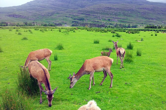 2 Days on the Loch Ness Canal of Caledonia and the Highlands - Travel Tips