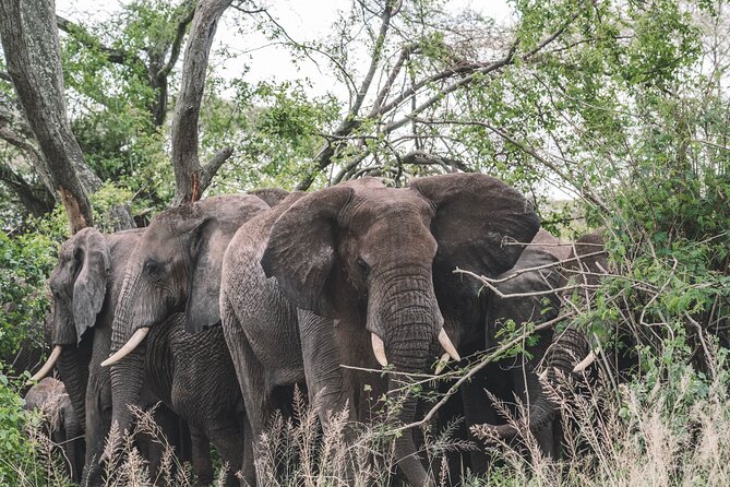 2 Days One Night Private Tour in Tarangire National Park - Expectations