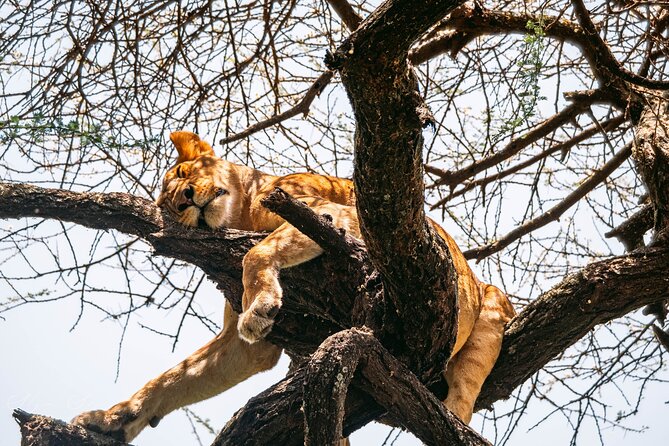 2 Days One Night Private Tour in Tarangire National Park - Additional Info
