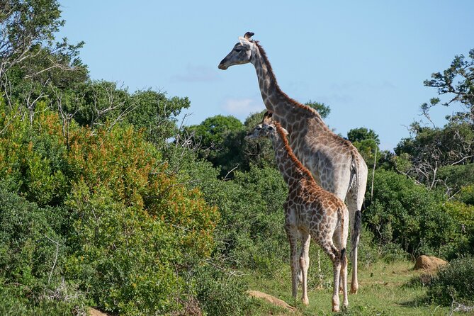 2 Days Pilanesberg National Park Luxury Safari - Safari Itinerary