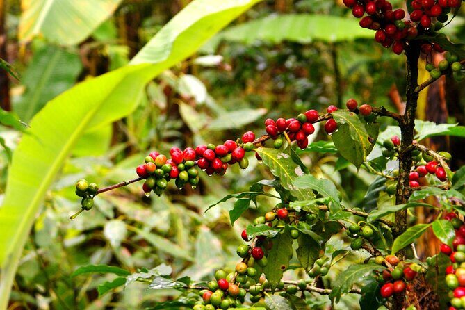 2 Days Private Food Tour in Coscomatepec Mexico - Unlocking the Charm of Coscomatepec on a 2-Day Food Tour